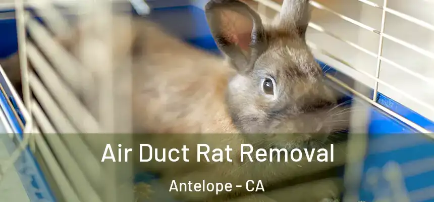  Air Duct Rat Removal Antelope - CA