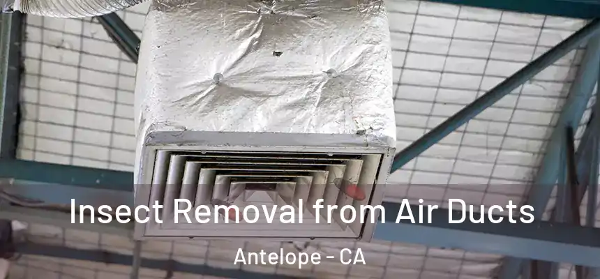  Insect Removal from Air Ducts Antelope - CA