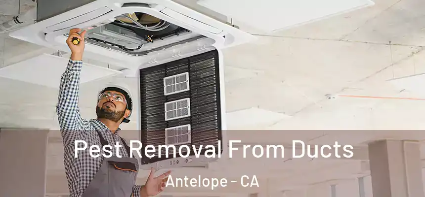 Pest Removal From Ducts Antelope - CA